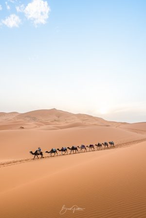 Morocco, Desert, Brad Geddes, Brad Geddes Photography, Sahara Desert, Sahara, Wall Art, Camel, Sand, Sand Dunes