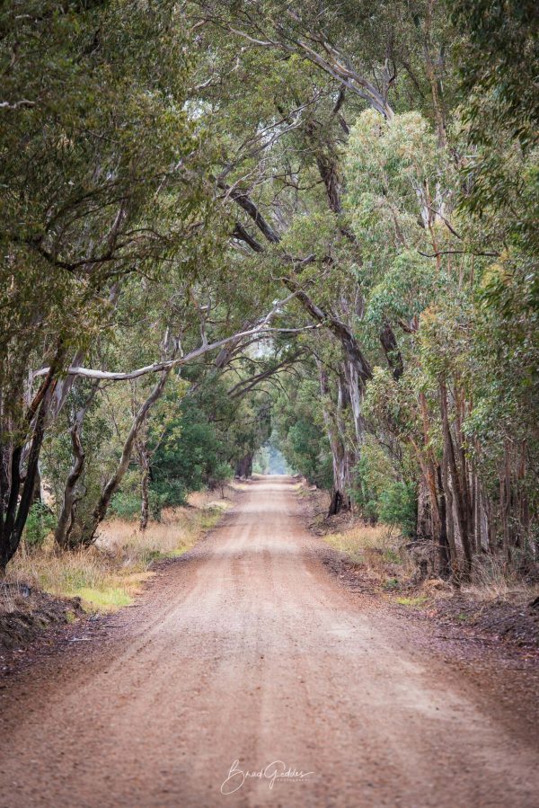 Dirt Road, Country Victoria, Road, Leading Lines