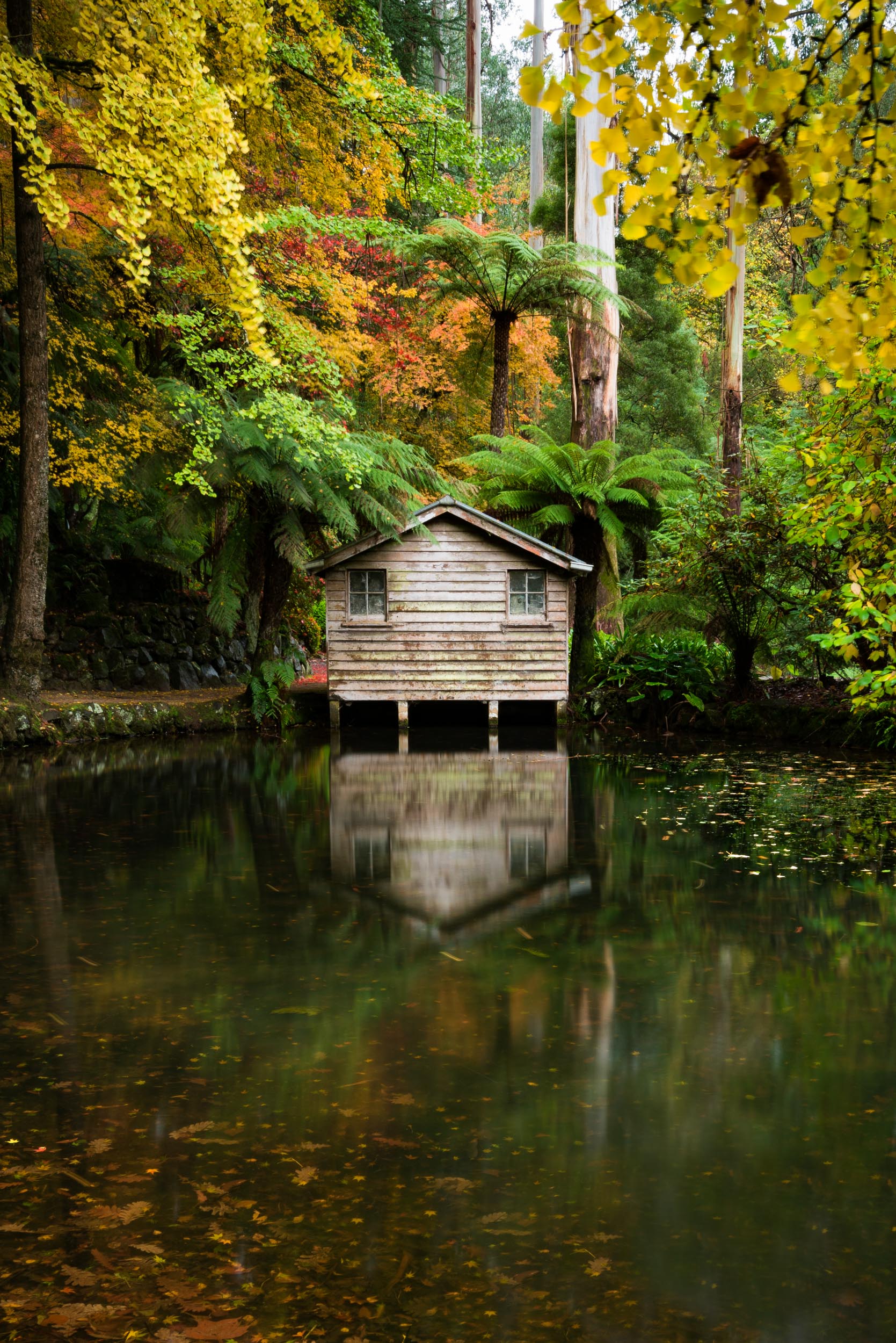 Alfred Nicholas Gardens, Autumn, Dandenong Ranges, Brad Geddes Photography