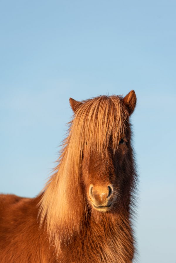Horse, Icelandic Horse, Animal, Brad Geddes Photography, Icelandic Animals