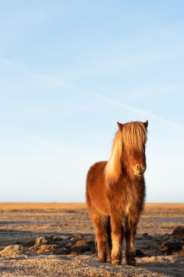 Horse, Icelandic Horse, Animal, Brad Geddes Photography, Icelandic Animals, Morning Light
