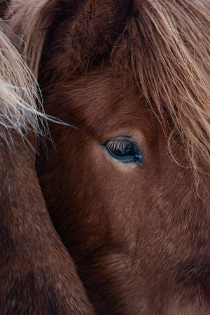 Horse, Icelandic Horse, Animal, Brad Geddes Photography, Icelandic Animals