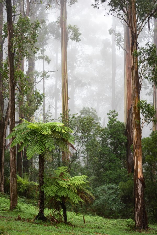 Forest, Dandenong Ranges, Fog, Brad Geddes Photography