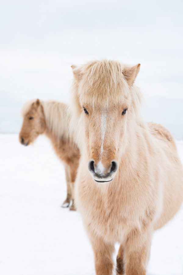 Horse, Horses, Icelandic Horse, Iceland Horse, Icelandic, Iceland, Brad Geddes Photography